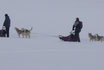 Schlittenhunde Tageskurs - Husky Abenteuer für 4 Personen 12