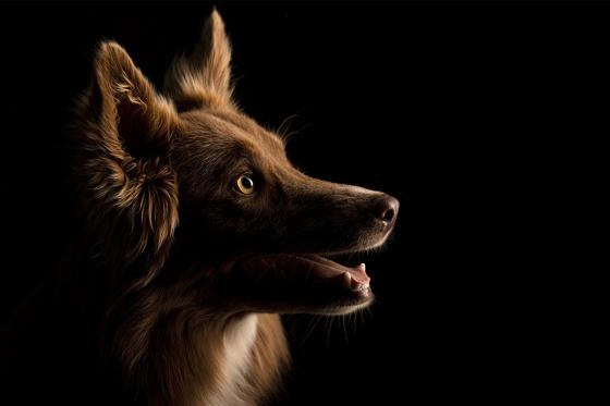 Séance photo de 30 minutes - Pour enfant dès 1 an, adulte ou animaux 2 