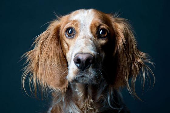 Séance photo de 30 minutes - Pour enfant dès 1 an, adulte ou animaux 6 
