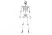 Squelette à taille humaine - 170 cm 2
