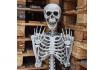 Squelette à taille humaine - 170 cm 7