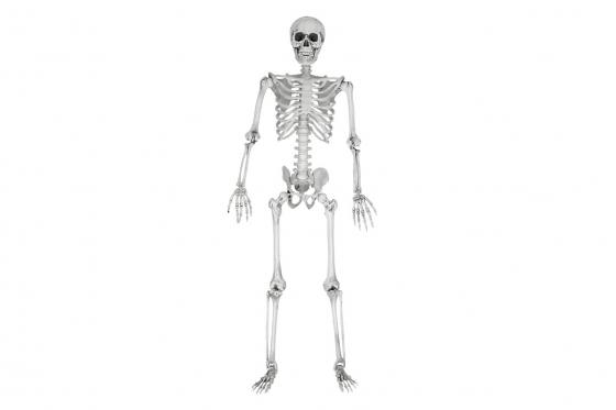 Squelette à taille humaine - 170 cm 2 
