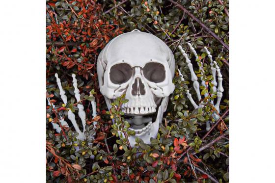 Squelette à taille humaine - 170 cm 3 