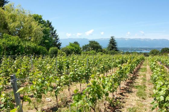 Mystery-Kurzurlaub mit dem Velo - 1 Nacht mit 3-Gang-Menü und Outdoor-Escape-Spiel 1 