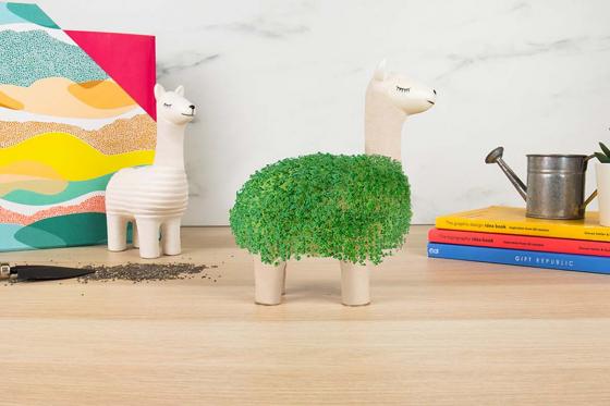 Lama plante chia - Pour la main verte  