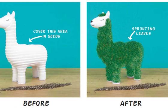 Lama plante chia - Pour la main verte 1 