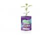 Kit de culture Bonsai  - Plante en conserve 