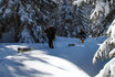 Schneeschuhtour für 4 - mit Huskybegleitung 3