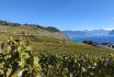 Balade instructive à Lavaux - Excursion viticole unique pour 1 personne 4