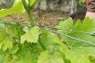Balade instructive à Lavaux - Excursion viticole unique pour 1 personne 10