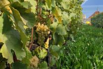 Balade instructive à Lavaux - Excursion viticole unique pour 1 personne