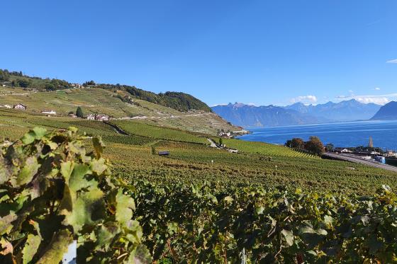 Balade instructive à Lavaux - Excursion viticole unique pour 1 personne 4  Balade instructive à Lavaux - Excursion viticole unique pour 1 personne 4