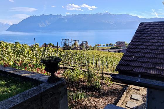 Balade instructive à Lavaux - Excursion viticole unique pour 1 personne 11  Balade instructive à Lavaux - Excursion viticole unique pour 1 personne 11