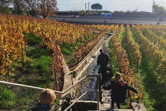 Lehrreicher Spaziergang in Lavaux - Geniessen Sie einen einzigartigen Weinausflug für 2 Personen 2 