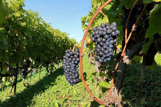 Lehrreicher Spaziergang in Lavaux - Geniessen Sie einen einzigartigen Weinausflug für 2 Personen 6 