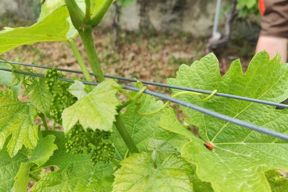Lehrreicher Spaziergang in Lavaux - Geniessen Sie einen einzigartigen Weinausflug für 2 Personen 10 