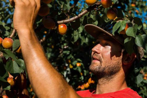 Abo vin & produits du terroir - 3 livraisons de vins et produits du terroir valaisan 2 