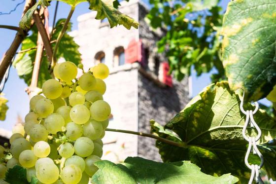 Abo vin & produits du terroir - 3 livraisons de vins et produits du terroir valaisan 8 