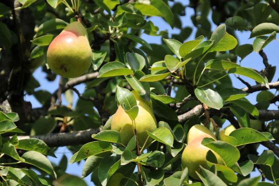 Abo vin & produits du terroir - 3 livraisons de vins et produits du terroir valaisan 9 