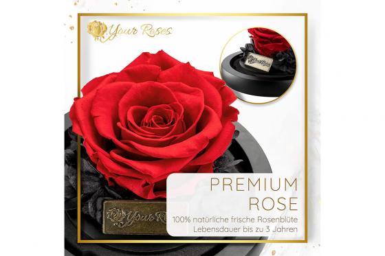 Rose rouge sous dôme - Éternelle en fleur  1 