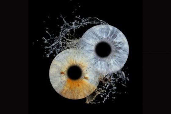 Photographie d'iris à Montreux - Sur bloc plexiglas 10x10cm pour 2 personnes 1 