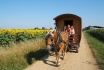 3 Tage Planwagen fahren (FR) - im Val d'Amour 