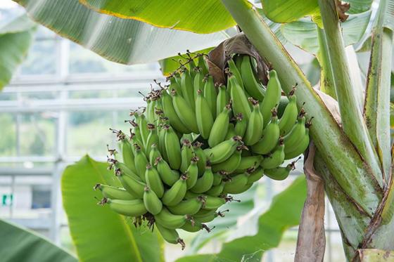 Table d'hôtes sous les tropiques - à la Maison tropicale de Frutigen 10 