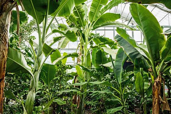 Table d'hôtes sous les tropiques - à la Maison tropicale de Frutigen 12 