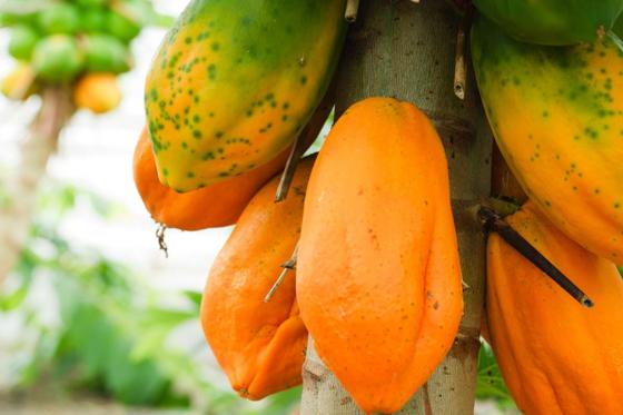 Nuit sous les Tropiques - à la Maison tropicale de Frutigen, avec expo & repas du soir à 4 plats 8 