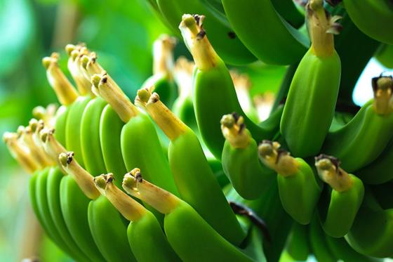 Nuit sous les Tropiques - à la Maison tropicale de Frutigen, avec expo & repas du soir à 4 plats 9 