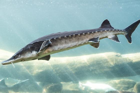 Nuit sous les Tropiques - à la Maison tropicale de Frutigen, avec expo & repas du soir à 4 plats 13 