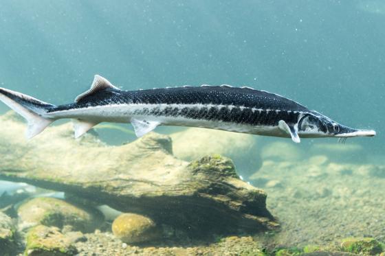 Nuit sous les Tropiques - à la Maison tropicale de Frutigen, avec expo & repas du soir à 4 plats 14 