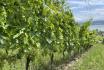 Dégustation de vin au Vully - Visite & dégustation de vin bio pour 2 personnes 3