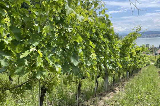 Dégustation de vin au Vully - Visite & dégustation de vin bio pour 2 personnes 3  Dégustation de vin au Vully - Visite & dégustation de vin bio pour 2 personnes 3