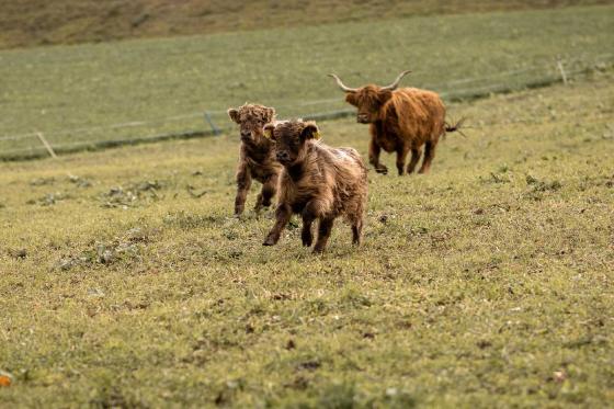 Schäferwagen Übernachtung - 1 Übernachtung im Hygge Schäferwagen für 2 Personen 9  Schäferwagen Übernachtung - 1 Übernachtung im Hygge Schäferwagen für 2 Personen 9
