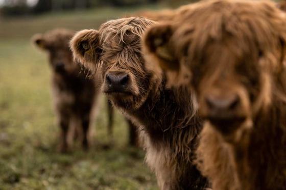 Schäferwagen Übernachtung - 1 Übernachtung im Hygge Schäferwagen für 2 Personen 10  Schäferwagen Übernachtung - 1 Übernachtung im Hygge Schäferwagen für 2 Personen 10