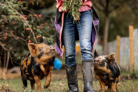 Schäferwagen Übernachtung - 1 Übernachtung im Hygge Schäferwagen für 2 Personen 11  Schäferwagen Übernachtung - 1 Übernachtung im Hygge Schäferwagen für 2 Personen 11