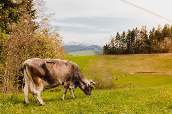 Bubble-Suite Übernachtung - inkl. Frühstückskorb & Aussicht auf die Berge  8 
