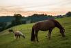 Nuit en Bubble-Suite - Au refuge pour animaux dans l'Emmental, pour 2 personnes 7