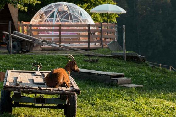Bubble-Suite Übernachtung  - auf dem Lebenshof im Emmental für 2 Personen 5 