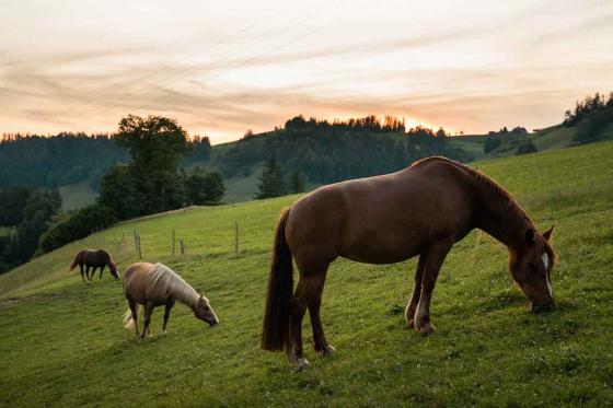 Nuit en Bubble-Suite  - En semaine, au refuge pour animaux, pour 2 personnes 6 