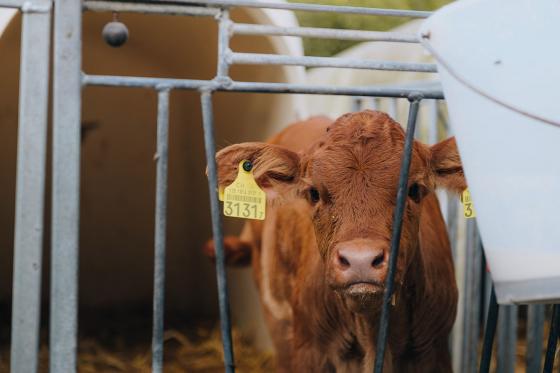 Nuit en tente suspendue - Dans le Jura bâlois, avec petit déjeuner pour 2 personnes 7 