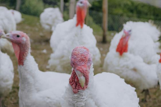 Nuit en tente suspendue - Dans le Jura bâlois, avec petit déjeuner pour 2 personnes 8 
