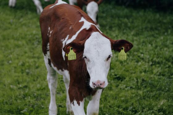 Nuit en tente suspendue - En semaine, dans le Jura bâlois & petit déjeuner pour 2 personnes 9 