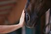Reittherapie - für Kind oder Jugendlicher 
