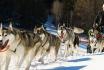 Huskyschlittenfahrt - in Oberwald/Goms mit Apero für 2 Personen 2