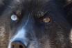 Huskyschlittenfahrt - in Oberwald/Goms mit Apero für 2 Personen 3