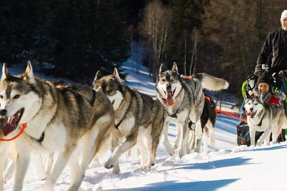 Promenade en traîneau tiré par des huskies - à Saas-Almagell pour 2 personnes 1 