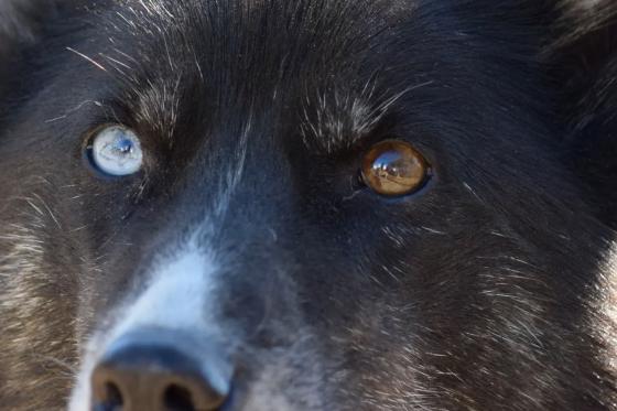 Promenade en traîneau tiré par des huskies - à Saas-Almagell pour 2 personnes 2 