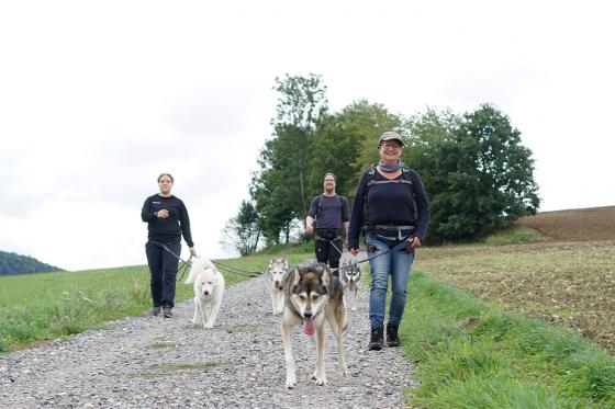 Husky Trekking - in Schwarzwald für 2 Erwachsene 10 